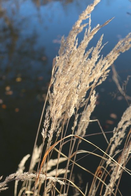 Free download Reed Water Grass -  free photo or picture to be edited with GIMP online image editor