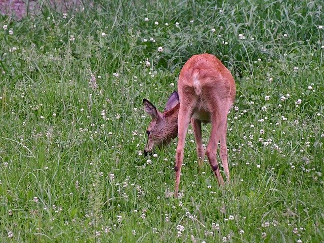 Téléchargement gratuit de Ree Roe Wild - photo ou image gratuite à éditer avec l'éditeur d'images en ligne GIMP