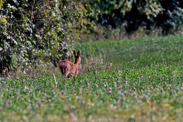 Download grátis Ree Wild Mammal - foto ou imagem gratuita para ser editada com o editor de imagens online GIMP