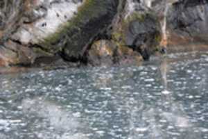 Free download Reflections of cliffs and Cormorants free photo or picture to be edited with GIMP online image editor
