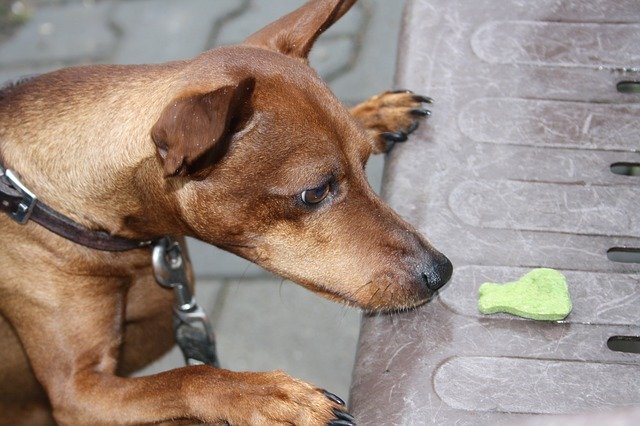 Unduh gratis Reh Pinscher Dog Treats - foto atau gambar gratis untuk diedit dengan editor gambar online GIMP