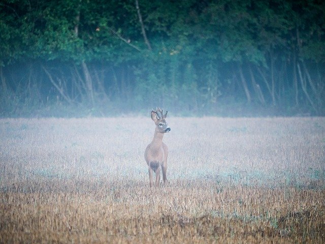Free download Reh Rehbock Wildlife -  free photo or picture to be edited with GIMP online image editor