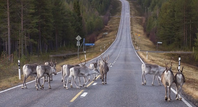 Free download reindeer herd road lapland finland free picture to be edited with GIMP free online image editor