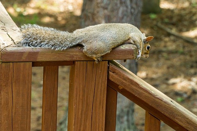 Free download relaxed squirrel chilling squirrel free picture to be edited with GIMP free online image editor
