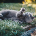 Relaxing Cat Theme  screen for extension Chrome web store in OffiDocs Chromium