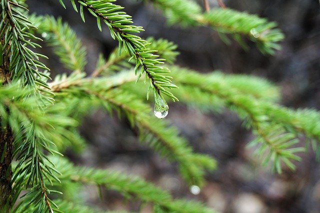Unduh gratis Relaxing Rain Drop Water - foto atau gambar gratis untuk diedit dengan editor gambar online GIMP