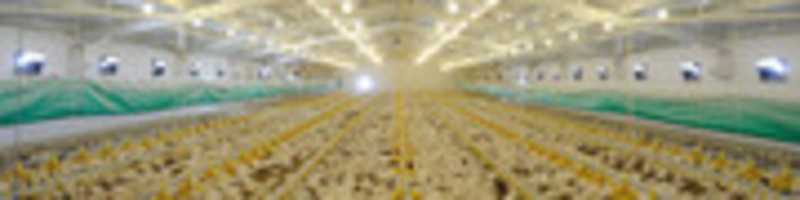 Free download Remesis: Poultry Suppliers Australia free photo or picture to be edited with GIMP online image editor