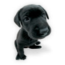 Replace Politics with this puppy  screen for extension Chrome web store in OffiDocs Chromium