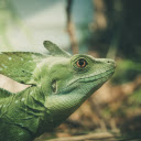Reptile  screen for extension Chrome web store in OffiDocs Chromium