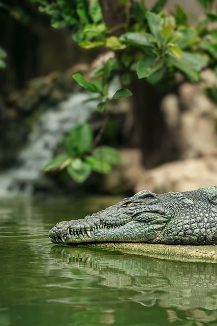 Free download reptile animal predator wildlife free picture to be edited with GIMP free online image editor