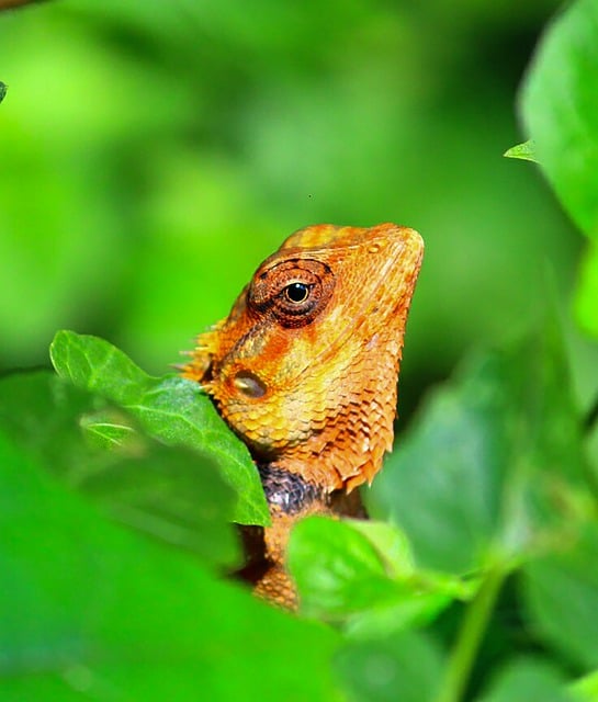Free download reptile animal wildlife lizard free picture to be edited with GIMP free online image editor