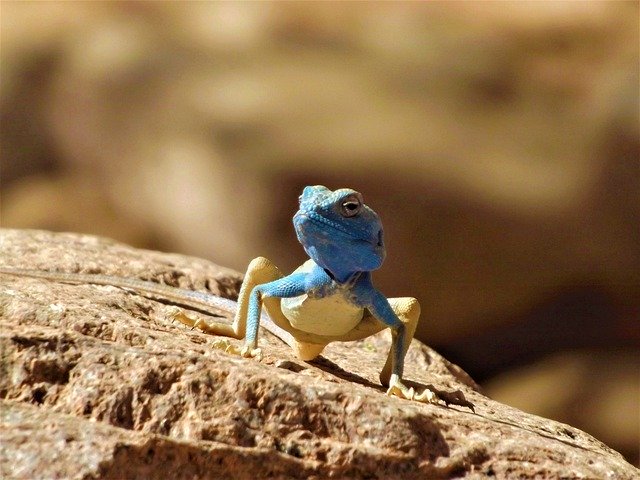 無料ダウンロード爬虫類砂漠の山-GIMPオンライン画像エディタで編集できる無料の写真または画像