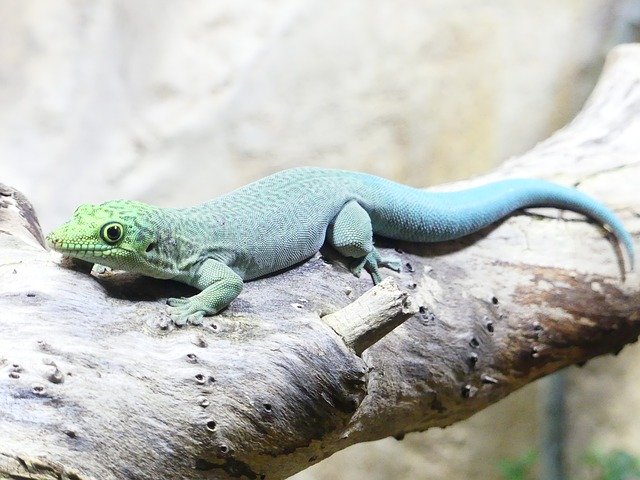 Free download Reptile Lizard Animal -  free photo or picture to be edited with GIMP online image editor