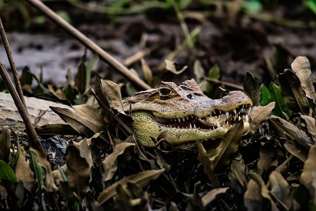 Free download reptile lizard swamp animal nature free picture to be edited with GIMP free online image editor