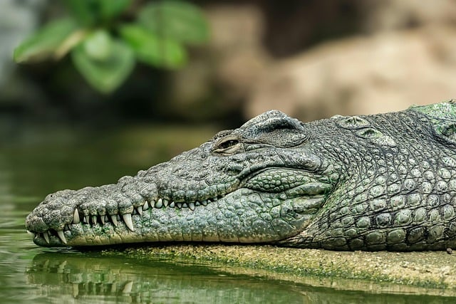 Free download reptile nature animal predator free picture to be edited with GIMP free online image editor
