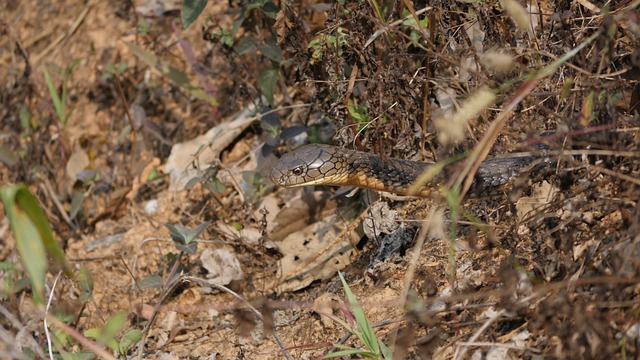 Free download reptile snake deadly cobra free picture to be edited with GIMP free online image editor