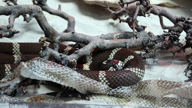 دانلود رایگان Reptile Snake Nature - عکس یا تصویر رایگان قابل ویرایش با ویرایشگر تصویر آنلاین GIMP