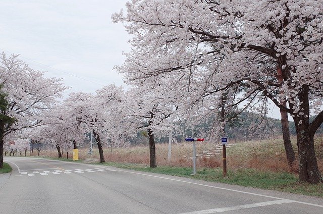 Free picture Republic Of Korea Cherry Blossom -  to be edited by GIMP free image editor by OffiDocs