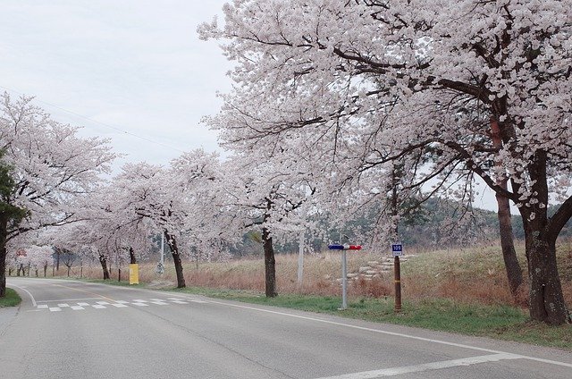 Descarga gratuita República de Corea Cherry Blossom: foto o imagen gratuita para editar con el editor de imágenes en línea GIMP