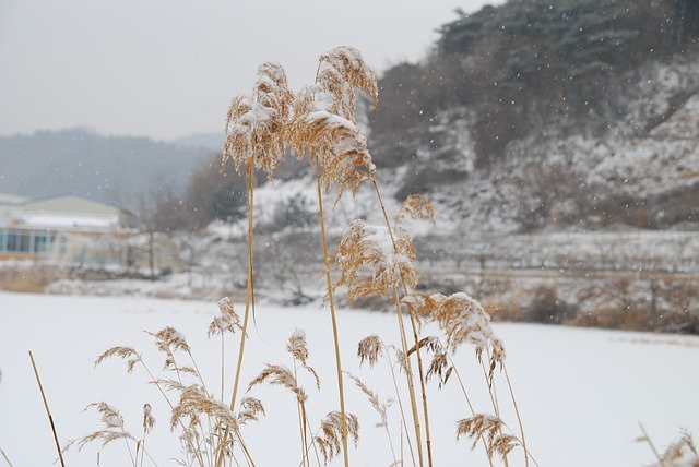 Free download Republic Of Korea Winter Country -  free photo or picture to be edited with GIMP online image editor