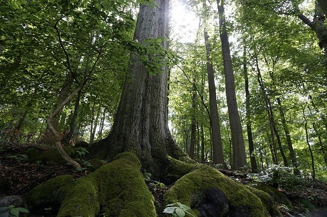 Muat turun percuma Resin Tree Green - foto atau gambar percuma untuk diedit dengan editor imej dalam talian GIMP