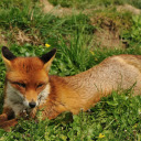 Resting Red Fox  screen for extension Chrome web store in OffiDocs Chromium