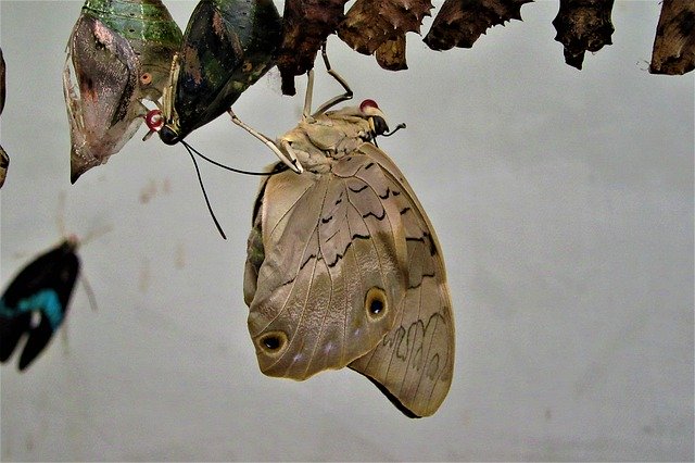 Muat turun percuma Reveal Butterfly Bug - foto atau gambar percuma untuk diedit dengan editor imej dalam talian GIMP