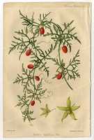 Free download REVUE HORTICOLE - Gravures de fleurs free photo or picture to be edited with GIMP online image editor