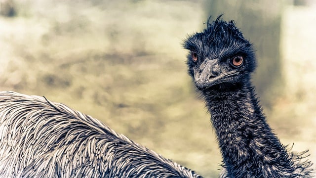 Free download rhea bird animal ratite eyes free picture to be edited with GIMP free online image editor