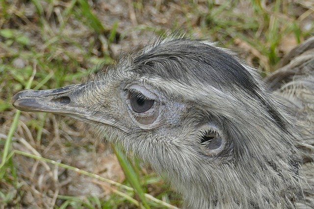 Free download Rhea Bird Australia Flightless -  free photo or picture to be edited with GIMP online image editor