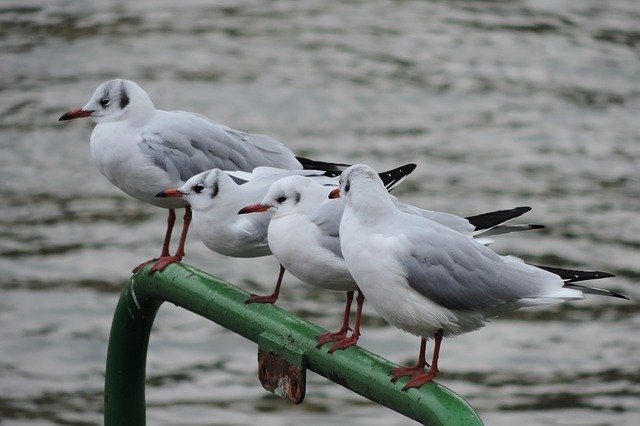 Baixe grátis Rhine River Gull - foto ou imagem gratuita para ser editada com o editor de imagens online GIMP