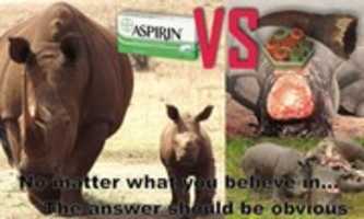 Free download rhino 7 free photo or picture to be edited with GIMP online image editor