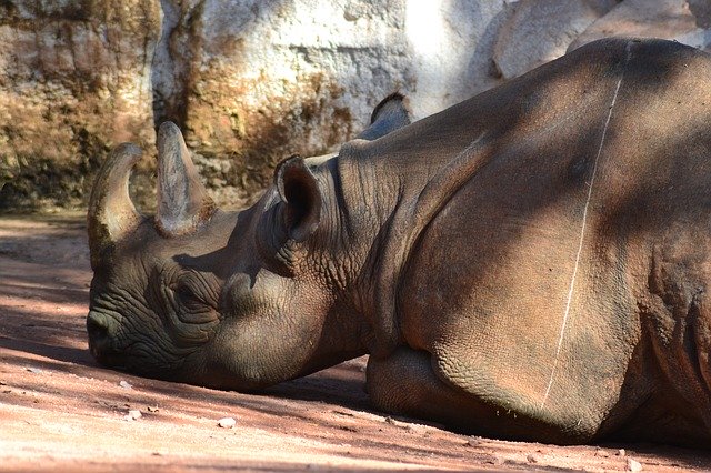 Free download Rhino Africa Close Up -  free photo or picture to be edited with GIMP online image editor