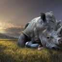 Rhino and pain  screen for extension Chrome web store in OffiDocs Chromium