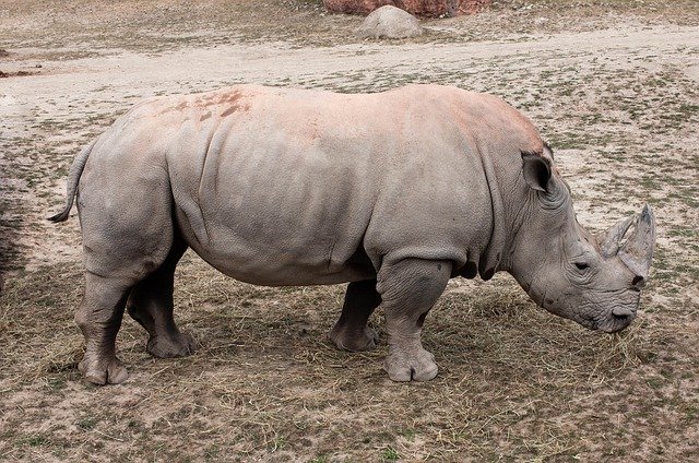 Unduh gratis Rhino Animal Safari - foto atau gambar gratis untuk diedit dengan editor gambar online GIMP