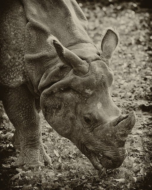 Free download rhino animal wildlife nature free picture to be edited with GIMP free online image editor