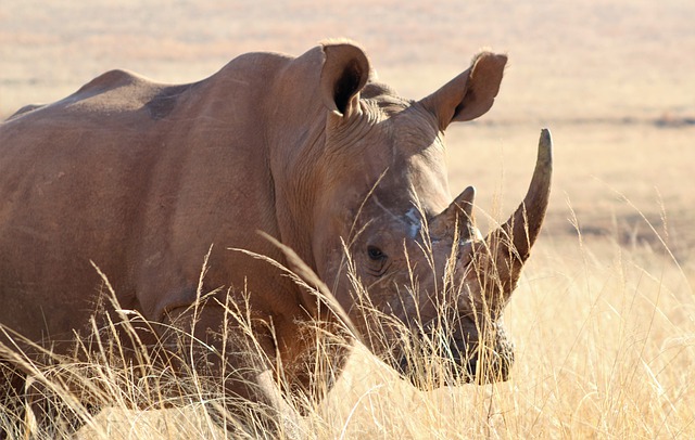 Free download rhino big 5 rhinoceros nature free picture to be edited with GIMP free online image editor