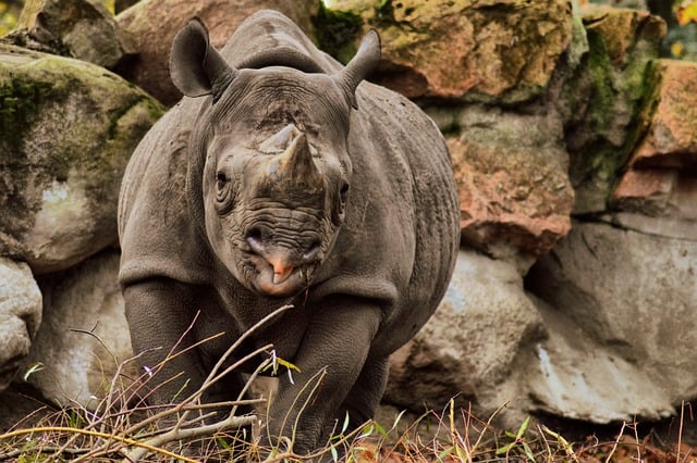 Darmowe zdjęcie nosorożca czarnego wschodniego pachyderma do edycji za pomocą darmowego internetowego edytora obrazów GIMP