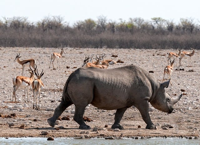 Free download rhino black rhino herd springbok free picture to be edited with GIMP free online image editor