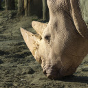Rhinoceros and the Big Horn  screen for extension Chrome web store in OffiDocs Chromium