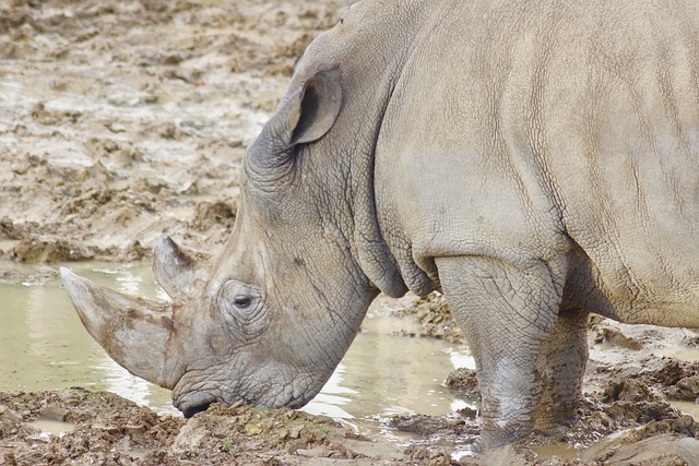 Téléchargement gratuit d'une image gratuite de rhinocéros animal nature faune à modifier avec l'éditeur d'images en ligne gratuit GIMP