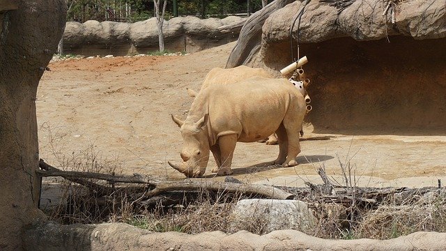 Free download Rhinoceros Animal Zoo -  free photo or picture to be edited with GIMP online image editor