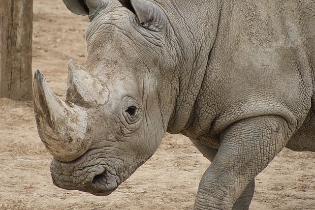 Free download rhinoceros horn thick skin animal free picture to be edited with GIMP free online image editor