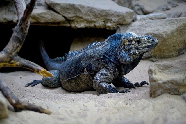 Free download rhinoceros iguana free picture to be edited with GIMP free online image editor