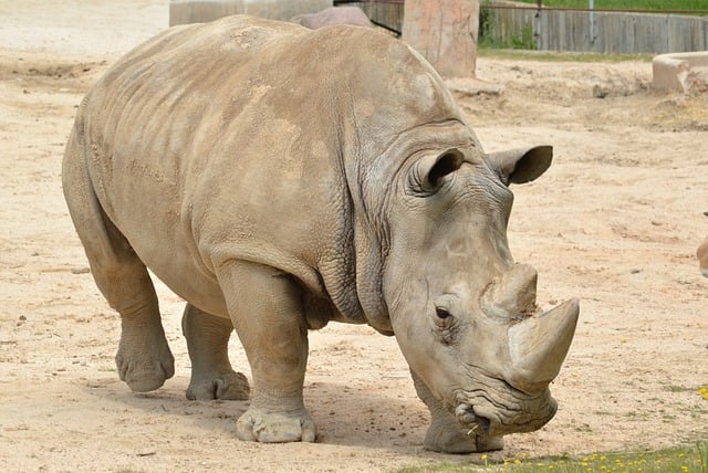 Free download rhinoceros mammal animal rhino free picture to be edited with GIMP free online image editor