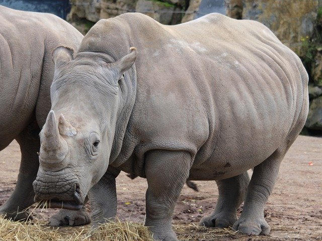 Free download Rhinoceros Mammal Animals -  free photo or picture to be edited with GIMP online image editor