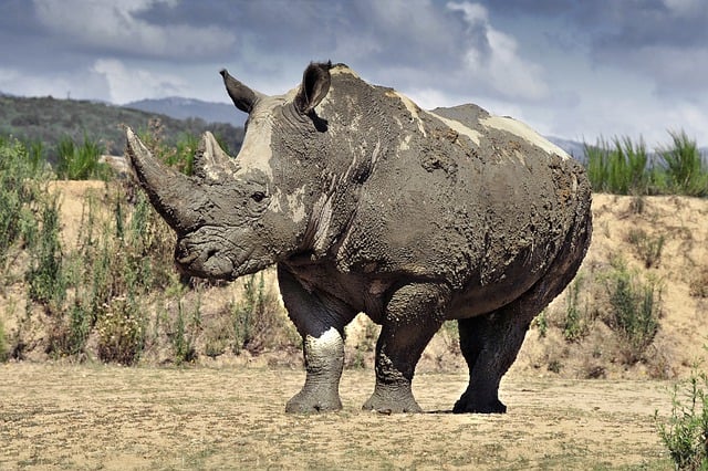 Free download rhinoceros mammal horn africa free picture to be edited with GIMP free online image editor