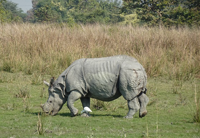 Descărcare gratuită poză gratuită de rinocer cu un corn cu rinocer pentru a fi editată cu editorul de imagini online gratuit GIMP