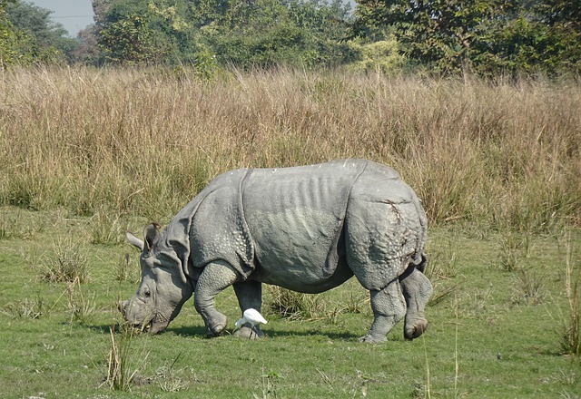 Kostenloser Download Nashorn Ein gehörntes Nashorn Kostenloses Bild, das mit dem kostenlosen Online-Bildeditor GIMP bearbeitet werden kann