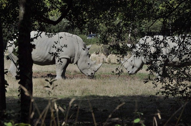 Download gratuito di Rhinoceros Wild Africa: foto o immagine gratuita da modificare con l'editor di immagini online GIMP
